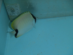 Chaetodon sedentarius