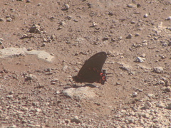 Mimoides thymbraeus aconophos