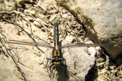 Phanogomphus quadricolor