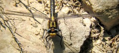 Phanogomphus quadricolor