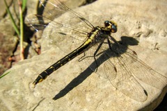 Phanogomphus quadricolor