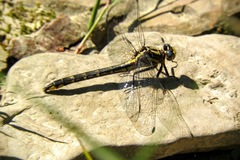 Phanogomphus quadricolor