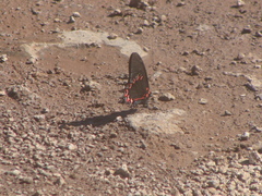 Mimoides thymbraeus aconophos