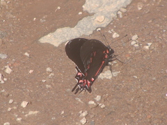 Mimoides thymbraeus aconophos