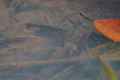 Dwarf Rasbora photo 5