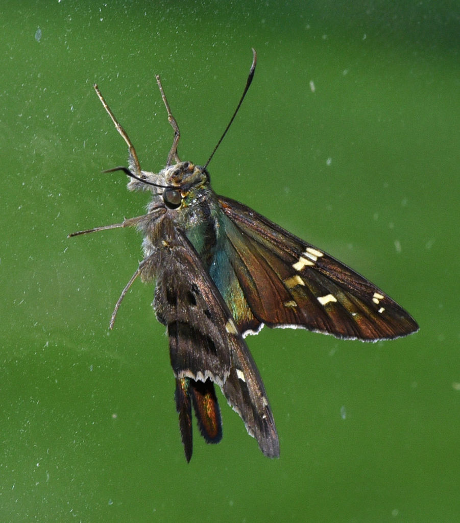Urbanus