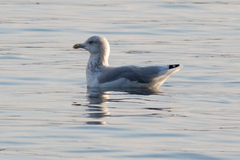Larus argentatus