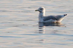 Larus argentatus