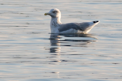 Larus argentatus