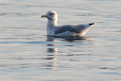 Larus argentatus