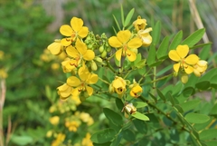 Senna chapmanii