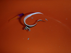 Eques punctatus