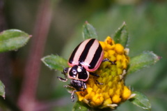 Paranaemia vittigera