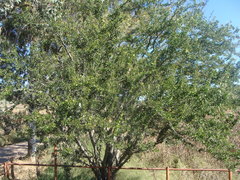 Pithecellobium insigne