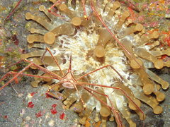 Telmatactis cricoides