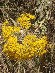 Roldana heracleifolia