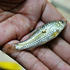 Swamp Barb photo 1