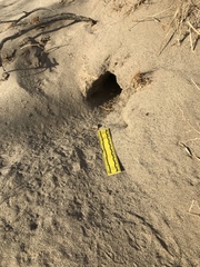 Dipodomys deserti