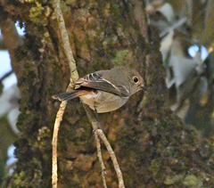 Blue-Capped Redstart photo 2