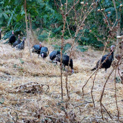 Meleagris gallopavo intermedia