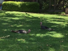 Meleagris gallopavo intermedia