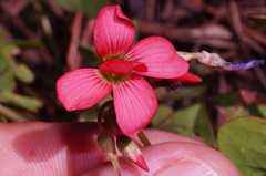 Oxalis tetraphylla