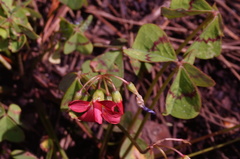 Oxalis tetraphylla