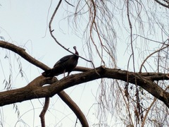 Meleagris gallopavo intermedia