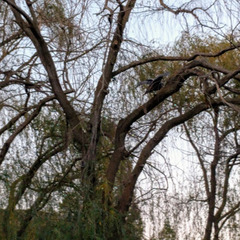 Meleagris gallopavo intermedia