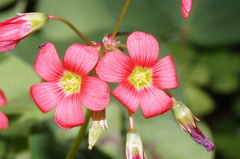 Oxalis tetraphylla