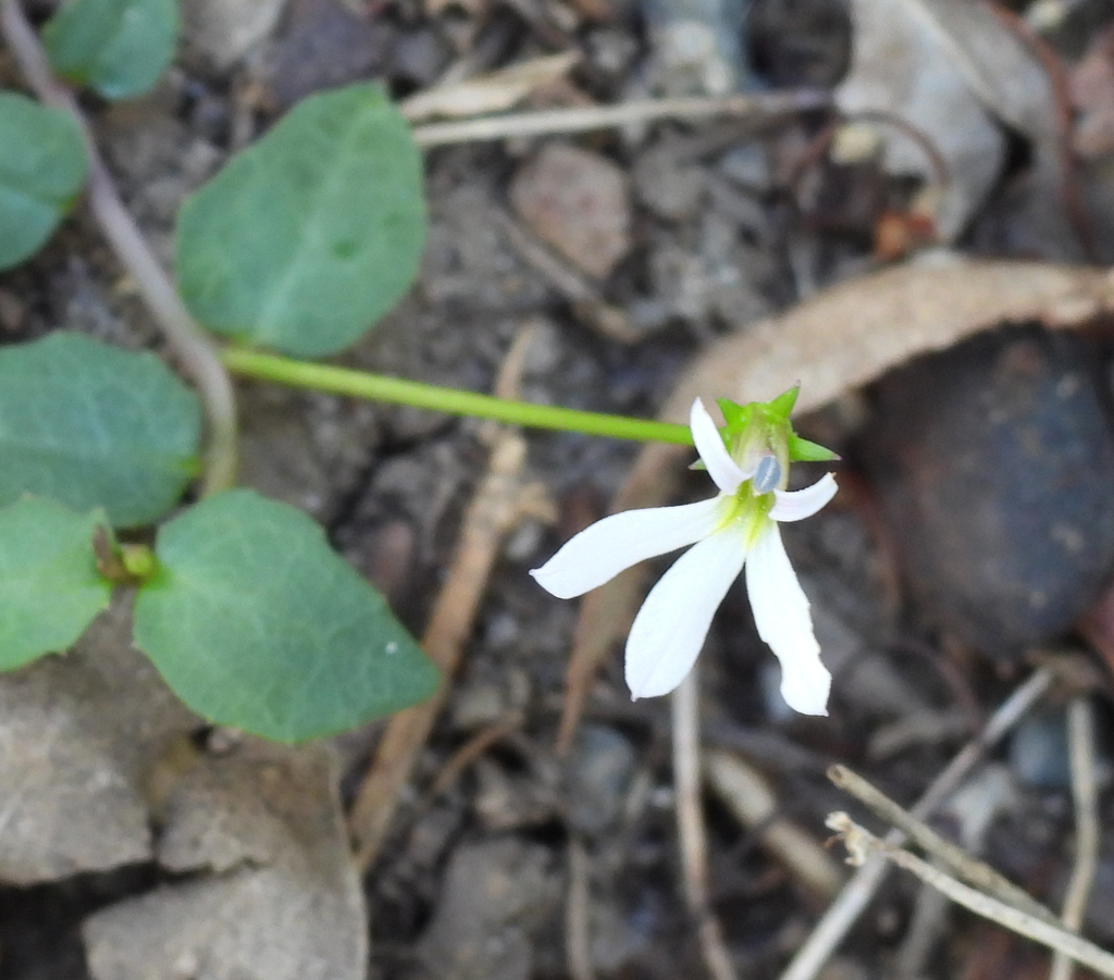 White Root in April 2023 by cirolana · iNaturalist