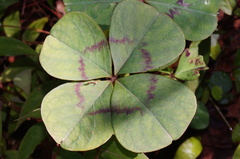 Oxalis tetraphylla