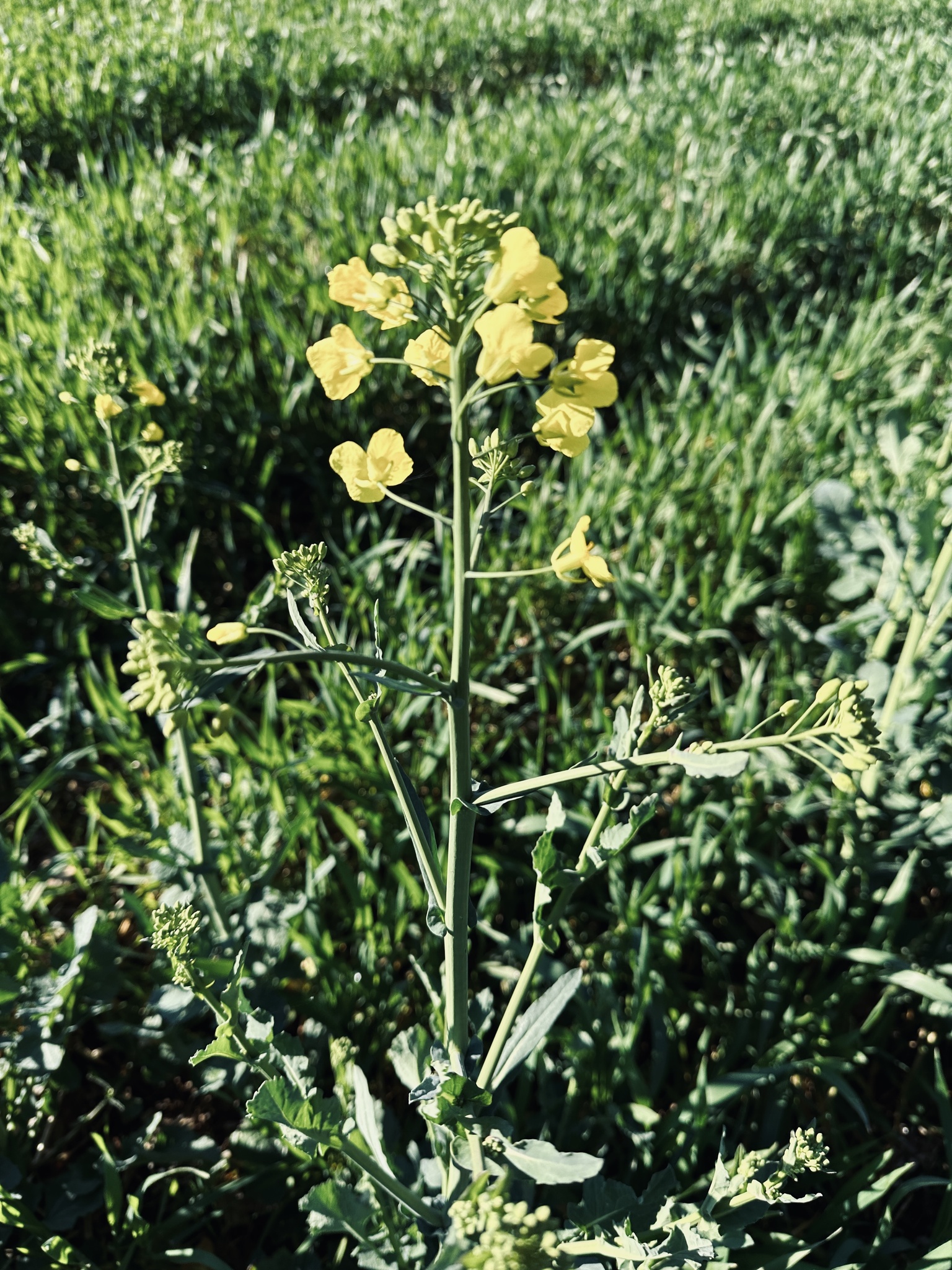 Brassica napus L.