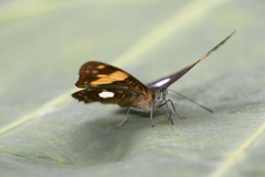Adelpha justina
