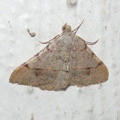 Frederickia flaviterminata