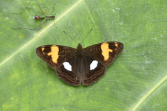 Adelpha justina