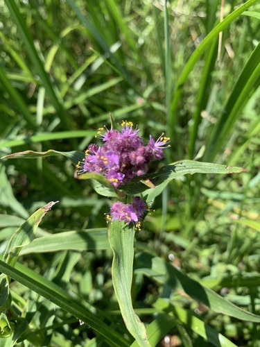 Floscopa glomerata (Floscopa glomerata)