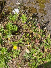 Prunella vulgaris image