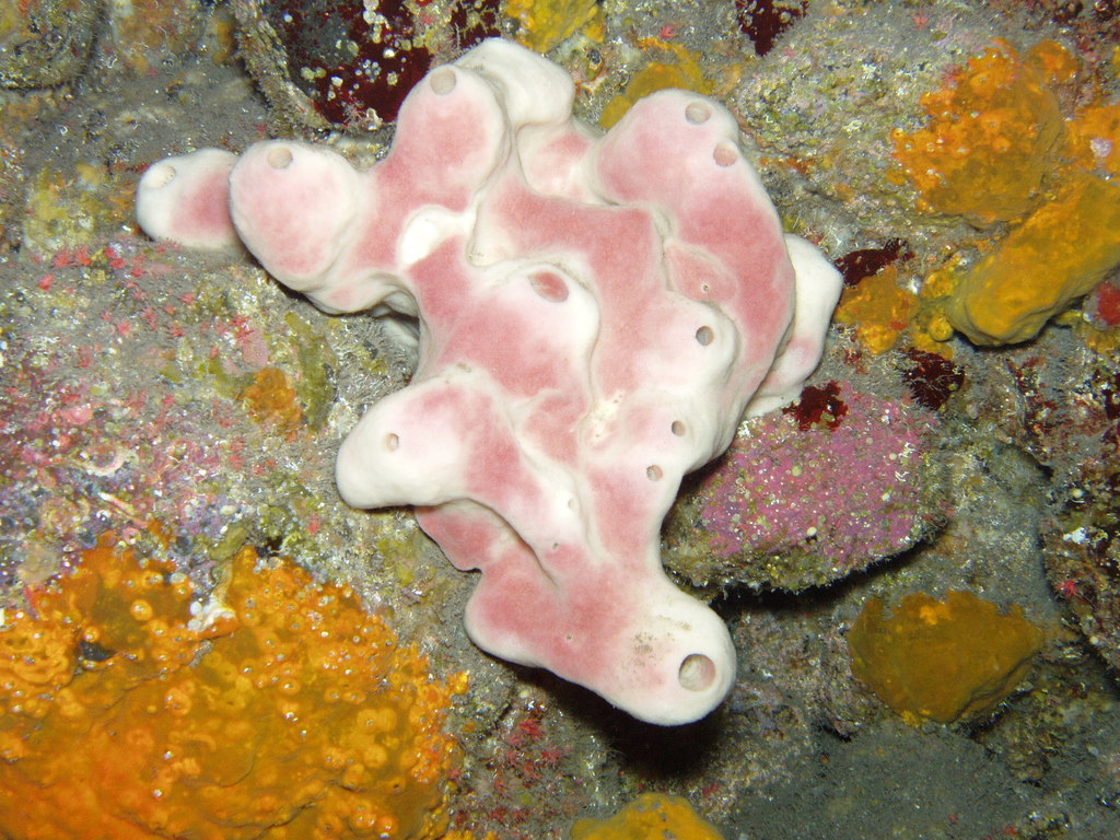 Photo of Stone sponge (Petrosia ficiformis)