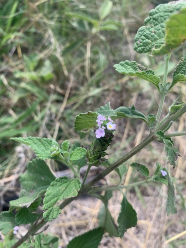 Lantana rugosa image