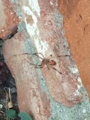 Latrodectus geometricus