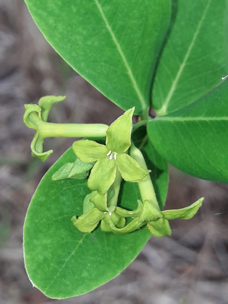 Wikstroemia australis
