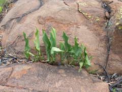 Zantedeschia pentlandii, photograph (c) Andrew Hankey, some rights reserved (CC BY-SA)