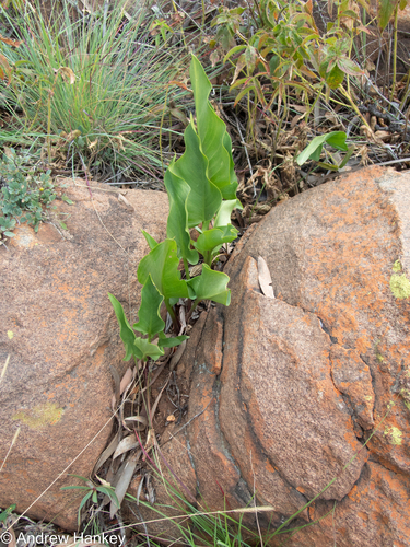 Zantedeschia pentlandii, photograph 5