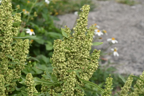 Image of Rumex japonicus by (c) Yung-Lun Lin, some rights reserved (CC BY)