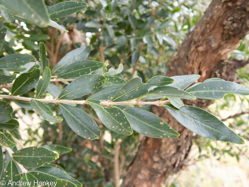 Olinia emarginata (Olinia emarginata)