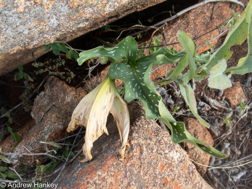 Highveld Golden Arum (Zantedeschia jucunda)
