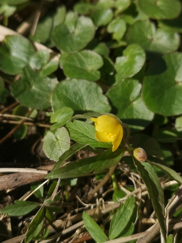 Ledinjak (Ficaria verna)