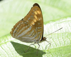 Adelpha levona