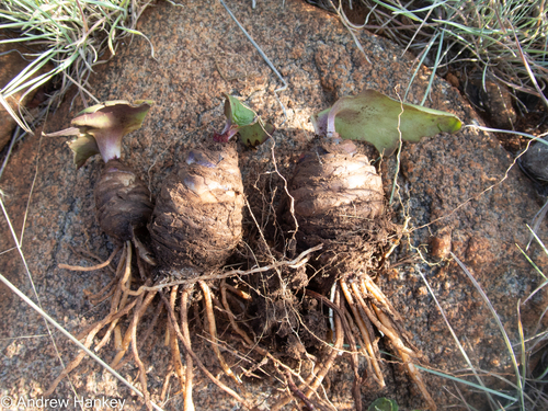 Ledebouria ovatifolia